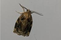 Archips xylosteana