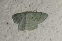 Pseudoterpna pruinata