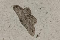 Hypomecis punctinalis
