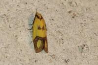Agapeta zoegana