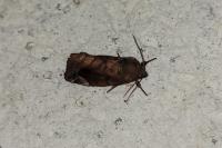 Cosmia pyralina