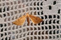 Gandaritis pyraliata
