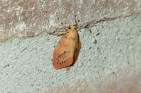 Miltochrista miniata