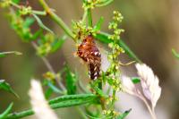 Acronicta rumicis