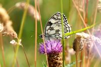 Melanargia galathea