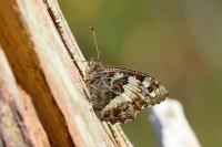 Brintesia circe