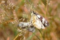 Melanargia galathea