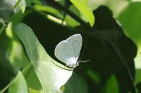 Celastrina argiolus
