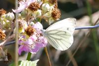Pieris napi