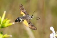 Macroglossum stellatarum