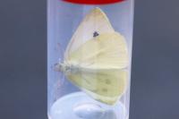 Pieris rapae