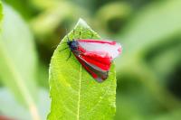 Tyria jacobaeae
