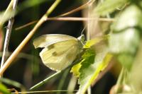 Pieris rapae