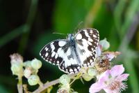 Melanargia galathea