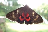 Catocala nupta