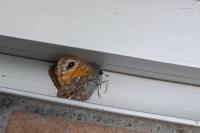 Lasiommata maera