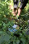 Cucullia scrophulariae