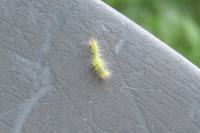 Calliteara pudibunda