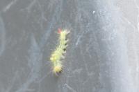 Calliteara pudibunda