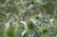 Lycaena tityrus