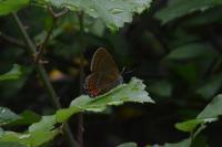 Satyrium pruni