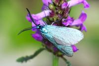 Jordanita globulariae