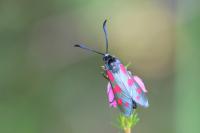 Zygaena filipendulae