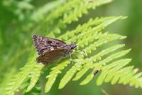 Erynnis tages