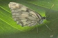 Melanargia galathea