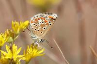 Aricia agestis