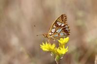 Issoria lathonia