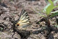 Iphiclides podalirius