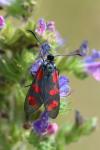 Zygaena filipendulae
