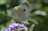 Pieris brassicae