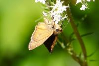 Erynnis tages