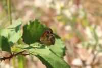 Pyronia tithonus