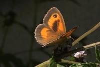 Pyronia tithonus