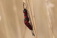 Zygaena carniolica