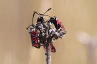 Zygaena carniolica