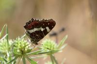 Araschnia levana