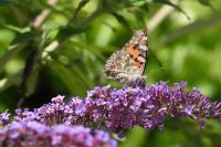 Vanessa cardui