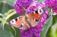 Aglais io