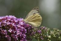 Pieris brassicae