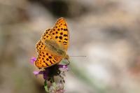 Issoria lathonia