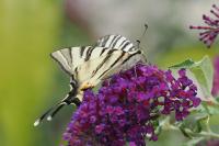 Iphiclides podalirius