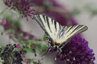 Iphiclides podalirius