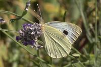Pieris brassicae