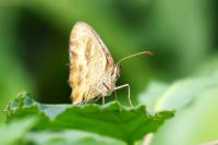 Pyronia tithonus