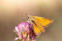 Thymelicus sylvestris