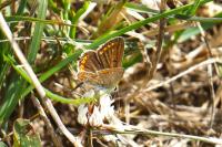 Aricia agestis